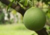How to Buy Delicious Pomelos: Expert Tips