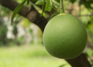 How to Buy Delicious Pomelos: Expert Tips