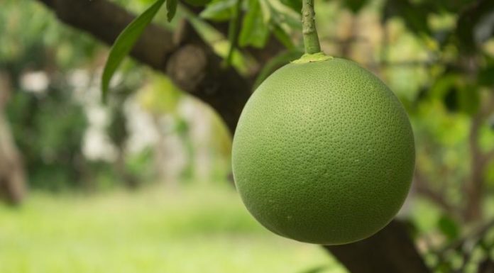 How to Buy Delicious Pomelos: Expert Tips