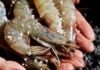 Tips for Buying Safe, Non-Chemically Enhanced Shrimp