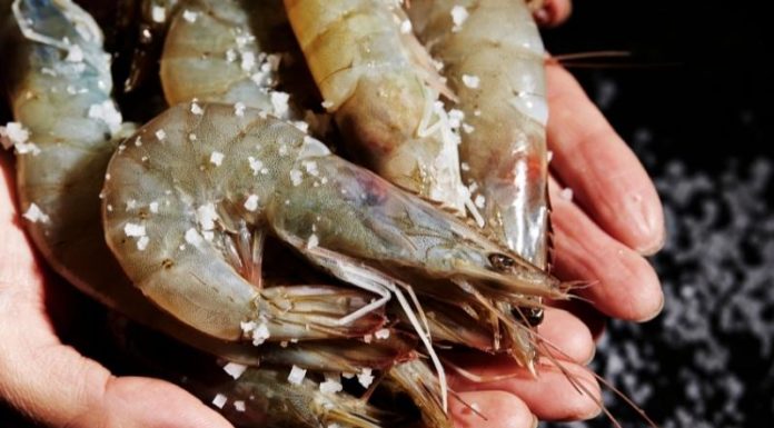 Tips for Buying Safe, Non-Chemically Enhanced Shrimp