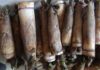 How to Cook Bamboo Shoots for a Tantalizingly Tender Taste Free from Bitterness and Toxins