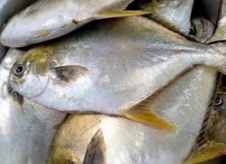 Searching for Chemical-Free Fresh Fish: A Step-by-Step Guide