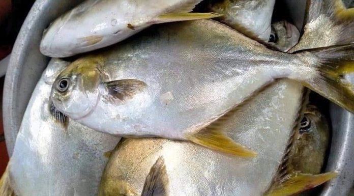 Searching for Chemical-Free Fresh Fish: A Step-by-Step Guide