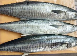 Advice for Home Cooks on Choosing Quality Tuna