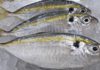 Selecting and Storing Yellowtail Fish – Fresh and Dried Tips