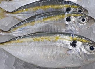 Selecting and Storing Yellowtail Fish – Fresh and Dried Tips