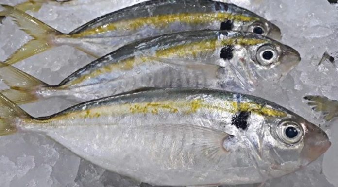 Selecting and Storing Yellowtail Fish – Fresh and Dried Tips
