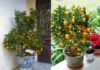 Preparing Kumquat Trees for Tet: A Guide to a Bundant Harvest