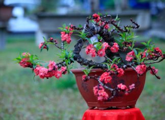 Steps for Selecting and Preserving Peach Blossoms for Tet Holiday
