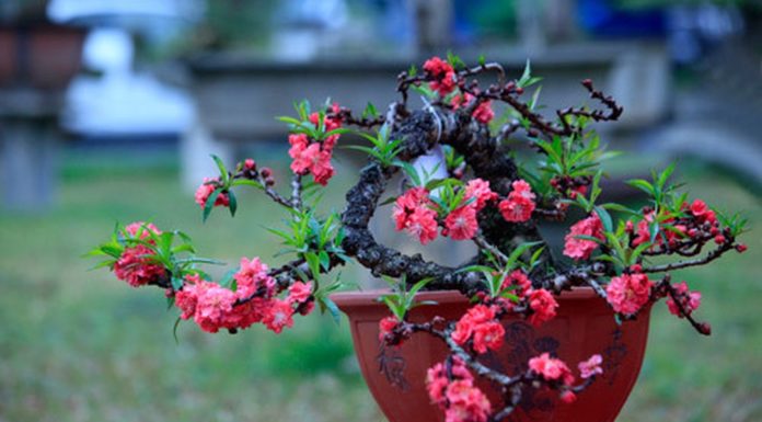 Steps for Selecting and Preserving Peach Blossoms for Tet Holiday