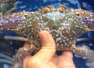 Should I choose big or small clams when buying? Look here, know immediately which clams are meaty and tasty