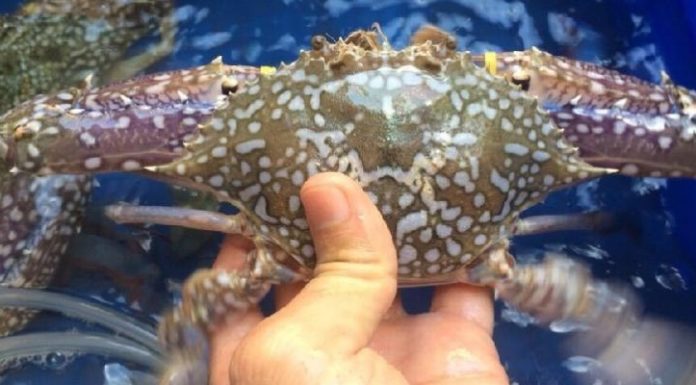 Should I choose big or small clams when buying? Look here, know immediately which clams are meaty and tasty