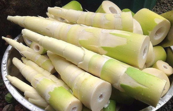 How to choose fresh and chemical-free bamboo shoots