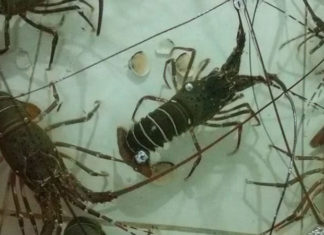 How to Choose Delicious, Juicy Lobsters