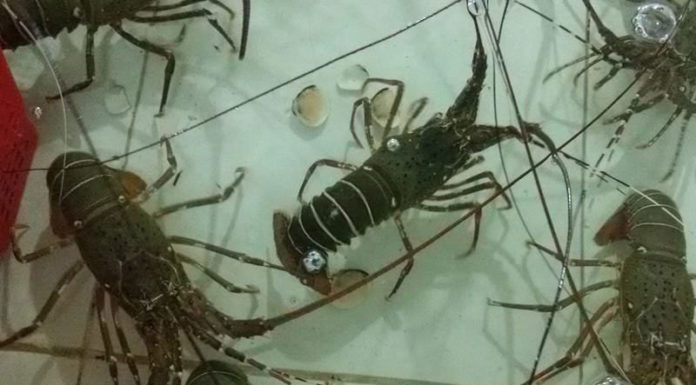 How to Choose Delicious, Juicy Lobsters