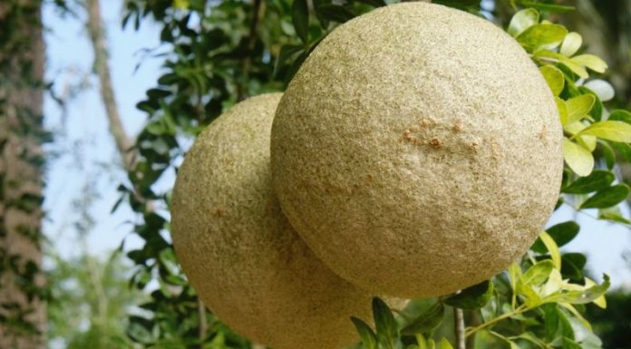 Unforgettable Taste of a Strange Fruit with an Unappealing Exterior in the West