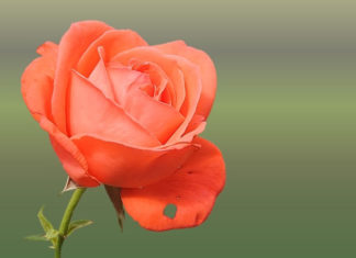 Making Handmade Rose Gifts Using Organza and Silk Fabrics: Step-by-Step Instructions for October 20th