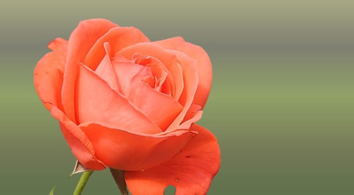 Making Handmade Rose Gifts Using Organza and Silk Fabrics: Step-by-Step Instructions for October 20th