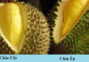 Understanding the Signs and Textures of Ripe Durians