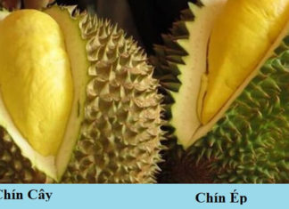 Understanding the Signs and Textures of Ripe Durians