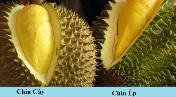 Understanding the Signs and Textures of Ripe Durians