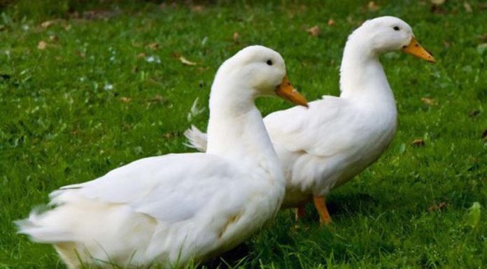 Efficient & Time-Saving Ways to Clean & Deodorize Duck Feathers