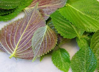 Treating Warts with Perilla Leaves: Simple Home Remedies
