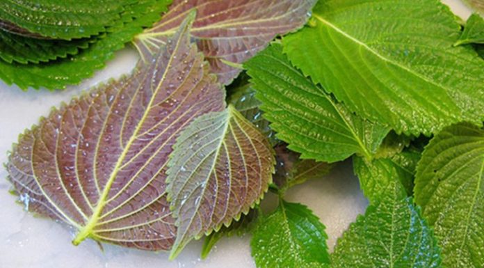 Treating Warts with Perilla Leaves: Simple Home Remedies