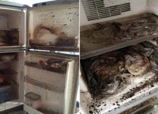 How to Effectively Clean a Refrigerator from Worms and Odors