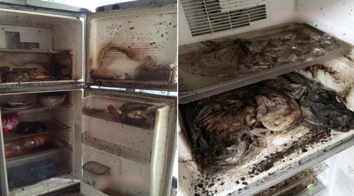 How to Effectively Clean a Refrigerator from Worms and Odors