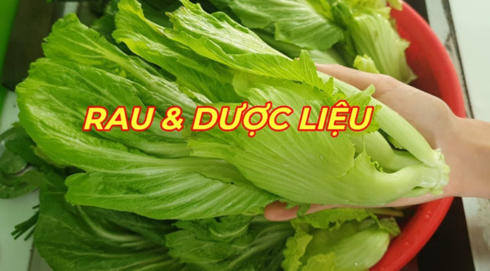 Winter is the season of abundant vegetable growth, with calcium-rich leafy greens outshining milk and eggs. Sold at only 5,000 VND per bundle.