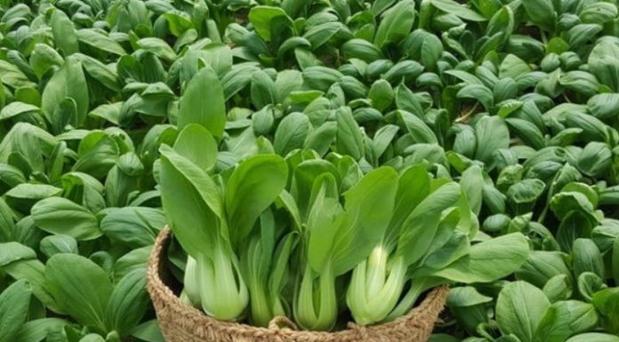 Delicious, Crispy Stir-Fried Green Cabbage in Just 15 Minutes – Perfect Dish to Treat Your Family