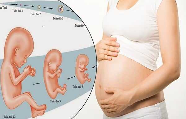 Factors Influencing Fetal Weight: Essential Knowledge for Expectant Mothers