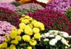 Be cautious of 5 decorative flowers during Tet that can cause allergies
