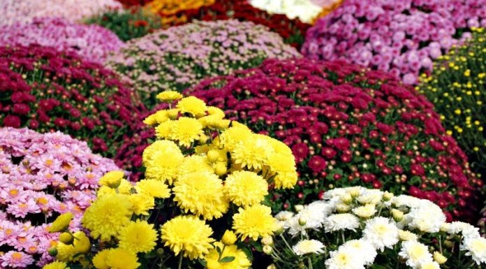 Be cautious of 5 decorative flowers during Tet that can cause allergies