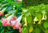 Beautiful but Deadly: Exquisite Flowering Plants to Beware of