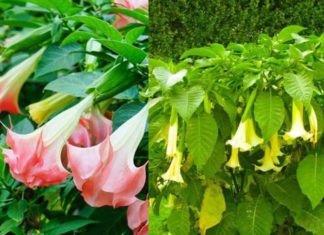 Beautiful but Deadly: Exquisite Flowering Plants to Beware of