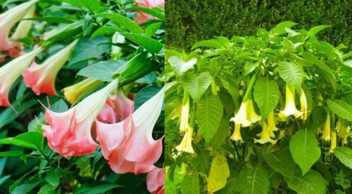 Beautiful but Deadly: Exquisite Flowering Plants to Beware of