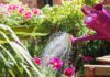 4 “Fearful Yet Popular” Types of Plant Water – The Secret Behind Golden Leaves and Root Rot