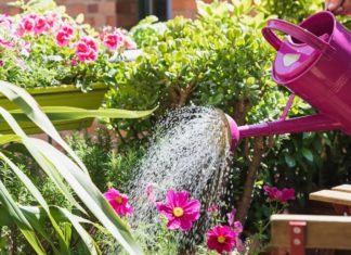 4 “Fearful Yet Popular” Types of Plant Water – The Secret Behind Golden Leaves and Root Rot