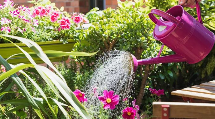 4 “Fearful Yet Popular” Types of Plant Water – The Secret Behind Golden Leaves and Root Rot