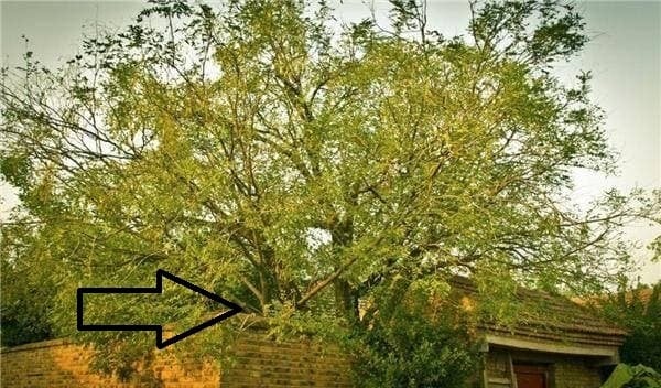 Don’t Cut Down These 3 Trees, No Matter How Poor You Are: The Longer You Keep Them, the Richer You Get, and They Bring Fortune – Which Trees Are They?