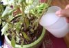 3 Things to Remove from Your Home to Nurture Healthy, Nutrient-Filled Plant Roots