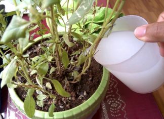 3 Things to Remove from Your Home to Nurture Healthy, Nutrient-Filled Plant Roots