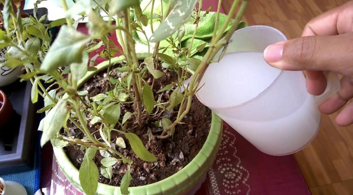 3 Things to Remove from Your Home to Nurture Healthy, Nutrient-Filled Plant Roots