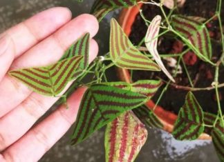 How to Cultivate and Care for Butterfly Trees in Your Home