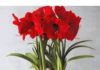 4 vibrant red plants for a lucky and prosperous New Year
