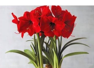 4 vibrant red plants for a lucky and prosperous New Year