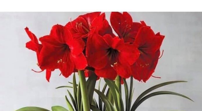4 vibrant red plants for a lucky and prosperous New Year